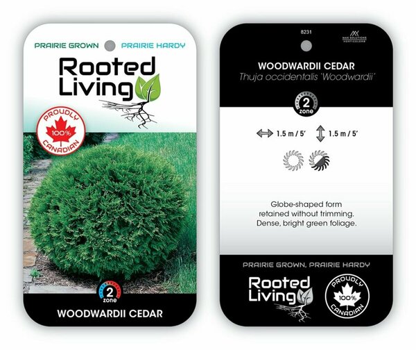 Thuja occ. - 'Woodwardii' Globe Cedar 90cm bb / 3'