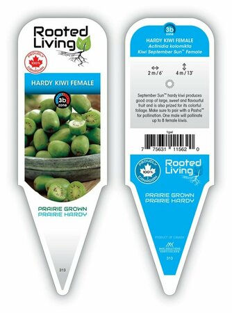 Actinidia kolmikta - 'September Sun' Female Hardy Kiwi 1 gal
