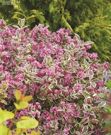 Weigela florida- 'My Monet Purple Effect'® (PW) 2 gal PW