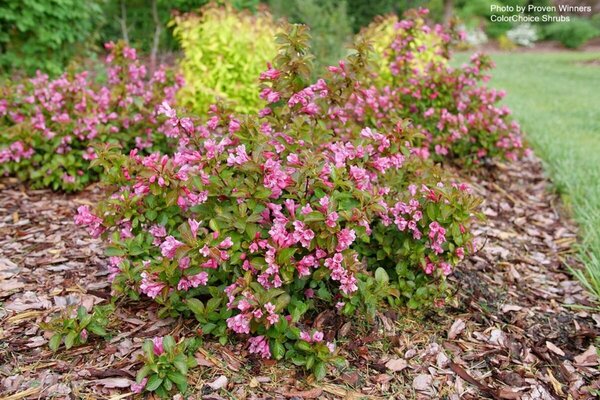 Weigela 'Midnight Sun' (PW) 2 gal PW - image 2
