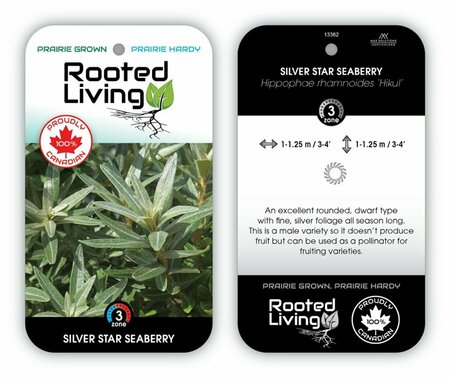 Hippophae rham. - 'Silver Star' [ornamental] 2 gal