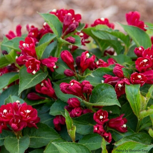Weigela - 'Maroon Swoon'® (BE) 2 gal BE - image 2