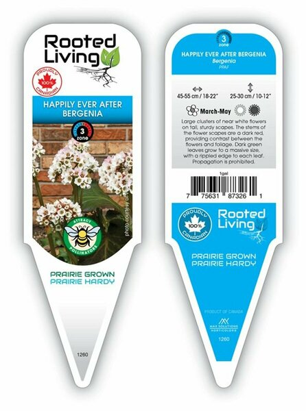 Bergenia - 'Happily Ever After' [Wht] 1 gal