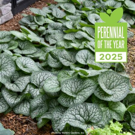 Brunnera mac. 'Jack of Diamonds' Bugloss (PW) 1 gal - image 2