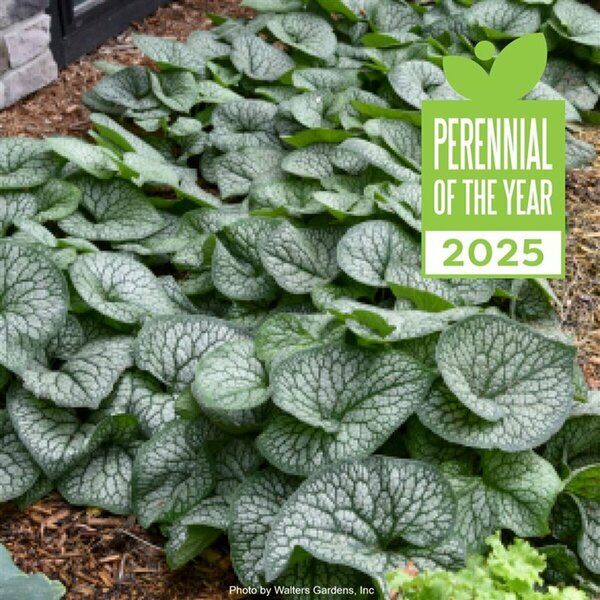 Brunnera mac. 'Jack of Diamonds' Bugloss (PW) 1 gal - image 2