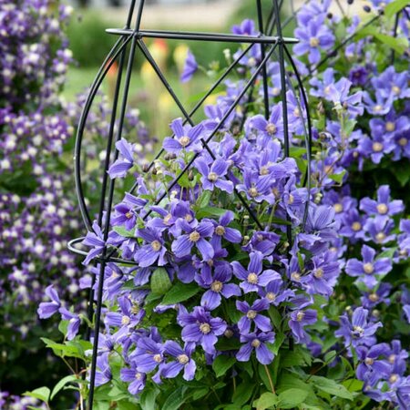Clematis - 'Rain Dance' [Blue] 1 gal - image 1