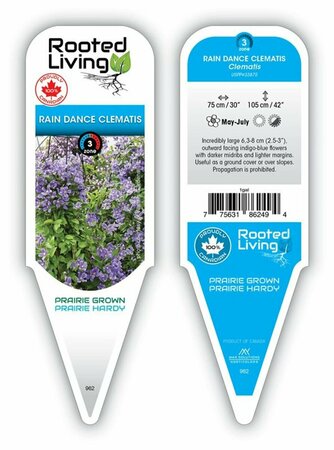 Clematis - 'Rain Dance' [Blue] 1 gal - image 2