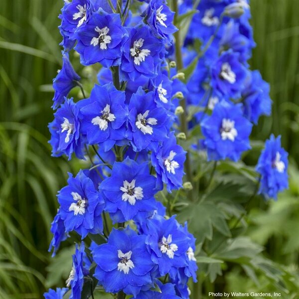 Delphinium - 'Cobalt Dreams' Larkspur 1 gal