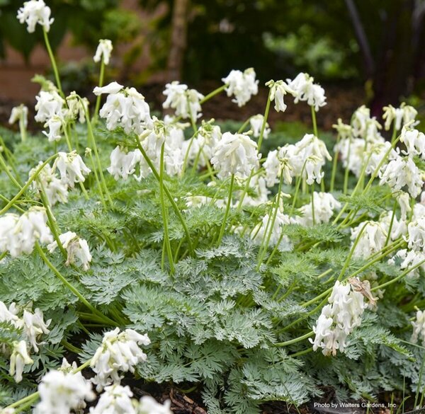 Dicentra - 'White Diamonds' (PW) 11 cm Prem (4.5")