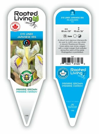 Iris pseud. - 'Eye Liner'  1 gal