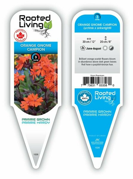 Lychnis - 'Orange Gnome' Campion  11 cm Prem (4.5")