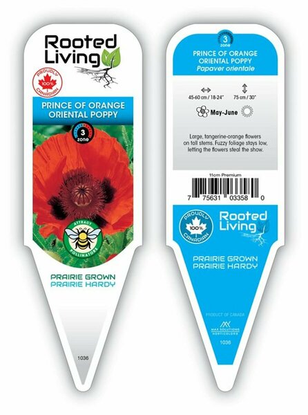 Papaver - 'Prince of Orange' Oriental Poppy [Or] 11 cm Prem (4.5")