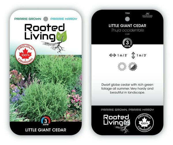 Thuja occ. - 'Little Giant' Globe Cedar 2 gal