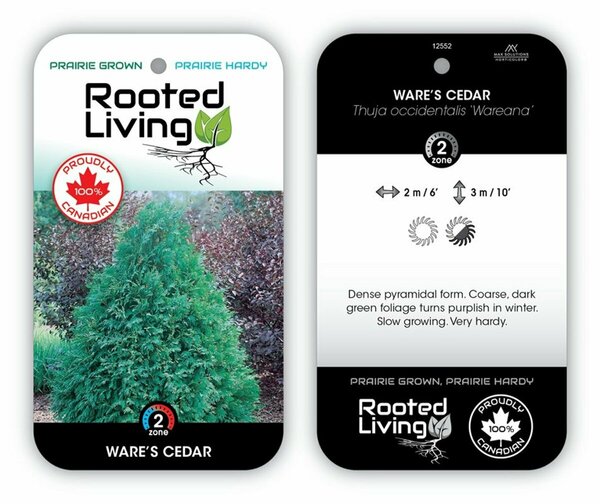 Thuja occ. - 'Wareana' Cedar 5 gal