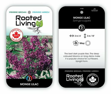 Syringa vulgaris - 'Monge' French Lilac [Ppl-Rd] 2 gal