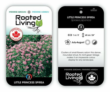 Spiraea jap. - 'Little Princess' 2 gal