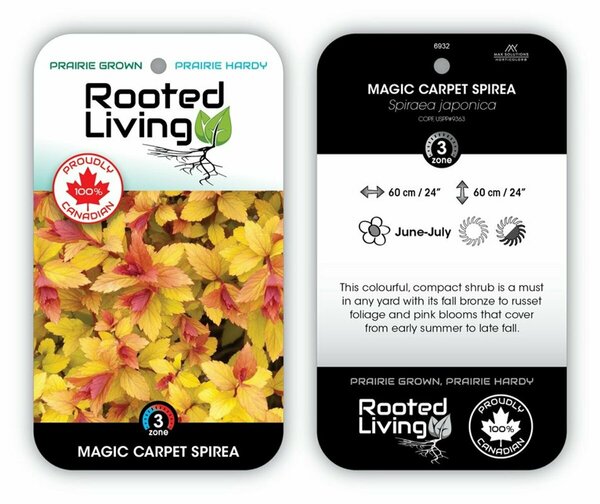 Spiraea jap. - 'Magic Carpet' 2 gal