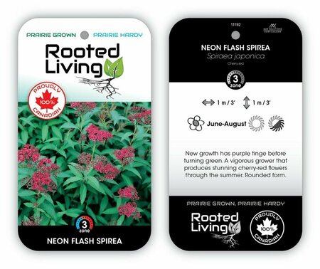 Spiraea jap. - 'Neon Flash' [Cherry Red] 2 gal