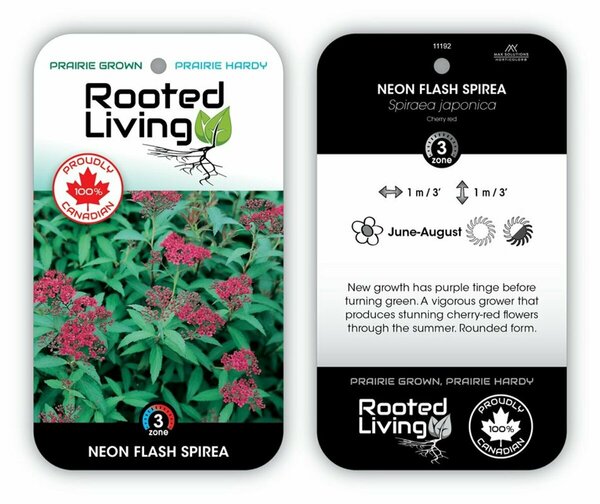 Spiraea jap. - 'Neon Flash' [Cherry Red] 2 gal