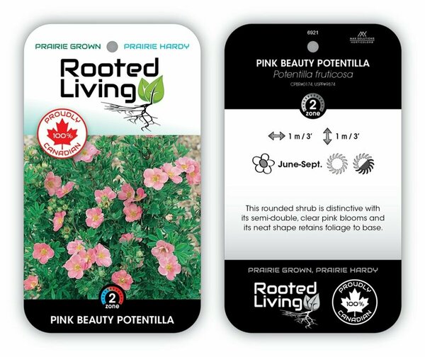 Potentilla - 'Pink Beauty' 2 gal