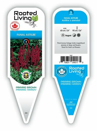 Astilbe - 'Fanal' Red 1 gal outdoor