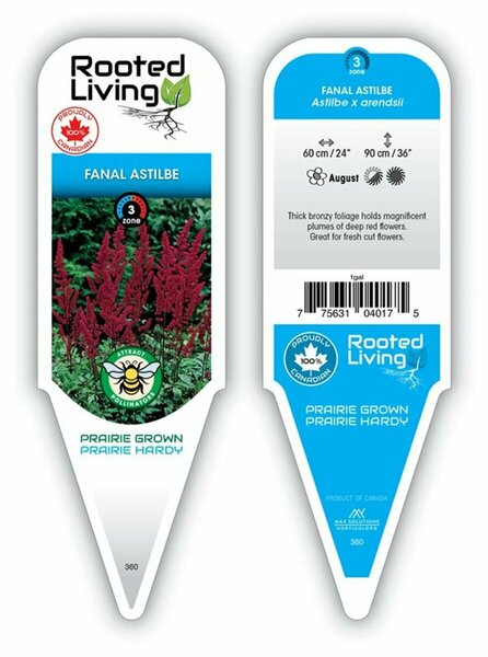 Astilbe - 'Fanal' Red 1 gal outdoor