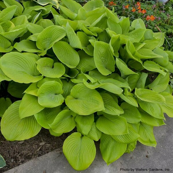 Hosta - 'Sum and Substance' [Gld-Gr] 1 gal outdoor