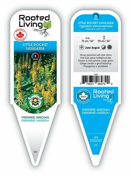 Ligularia steno. - 'Little Rocket' 1 gal outdoor