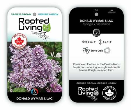 Syringa x pres. - 'Donald Wyman' Lilac 2 gal