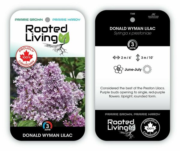 Syringa x pres. - 'Donald Wyman' Lilac 2 gal