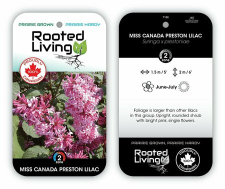 Syringa x pres. - 'Miss Canada' Lilac 2 gal