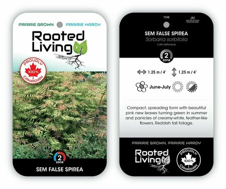 Sorbaria sorbifolia - 'Sem' False Spirea 2 gal