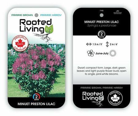 Syringa x pres. - 'Minuet' Lilac 2 gal