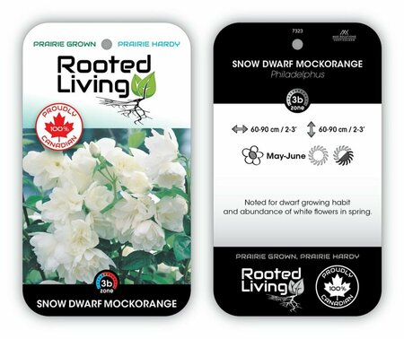 Philadelphus - 'Snow Dwarf' Mockorange 2 gal