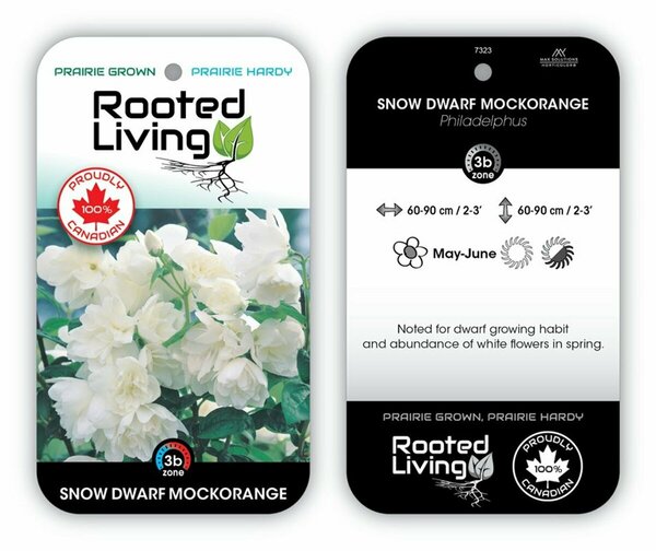 Philadelphus - 'Snow Dwarf' Mockorange 2 gal