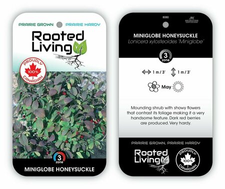 Lonicera xylo. - 'Miniglobe' Honeysuckle 2 gal