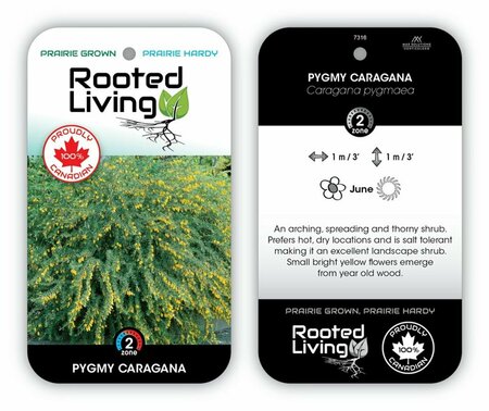 Caragana pygmaea - Pygmy Caragana 2 gal - image 1