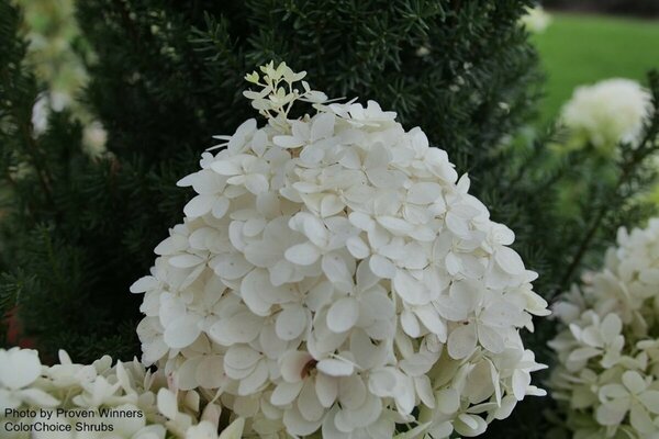 Hydrangea pan. - 'Puffer Fish'® (PW) 2 gal PW