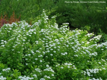 Spiraea bet. - 'Glow Girl'® (PW) 2 gal PW