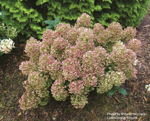 Hydrangea pan. - 'Tiny Quick Fire'® (PW) 2 gal PW - image 2