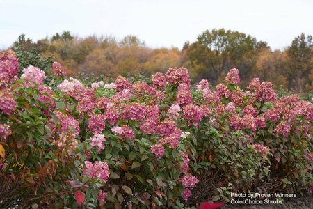 Hydrangea pan. - 'Firelight'® (PW) 2 gal PW