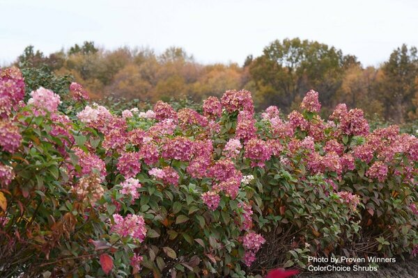 Hydrangea pan. - 'Firelight'® (PW) 2 gal PW