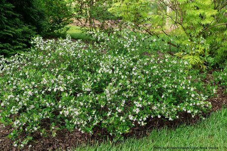 Aronia melano - 'Ground Hug'® Chokeberry (PW) 2 gal PW - image 2