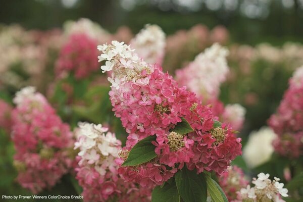 Hydrangea pan. - 'Pinky Winky Prime™' (PW) 2 gal PW