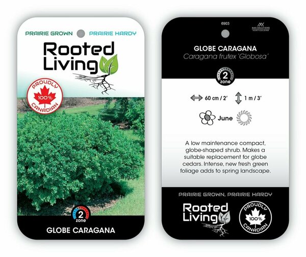 Caragana frutex 'Globosa' - Globe Caragana 2 gal - image 2