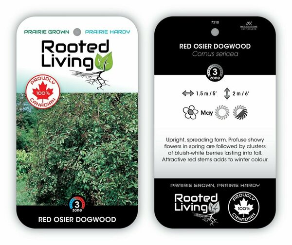 Cornus sericea - Red Osier Dogwood 2 gal