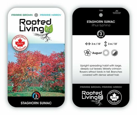 Rhus typhina - Staghorn Sumac 2 gal