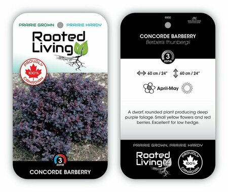 Berberis - 'Concorde' Barberry 2 gal