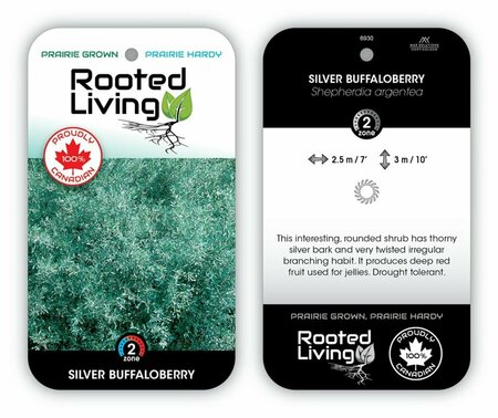 Shepherdia argentea - Buffaloberry 1 gal