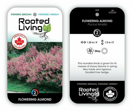 Prunus tenella - Flowering Almond 2 gal
